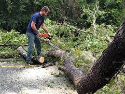 Best Hazardous Tree Removal  in Fordyce, AR