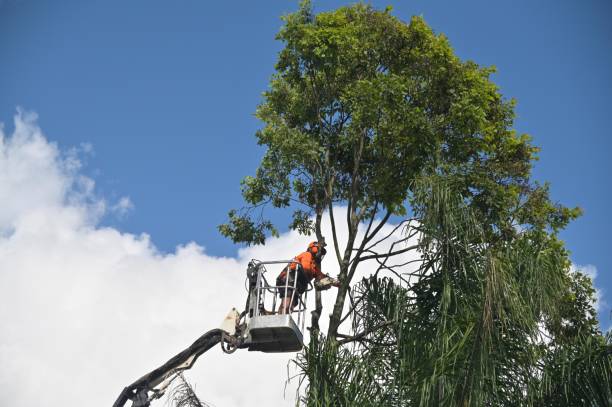 Best Fruit Tree Pruning  in Fordyce, AR